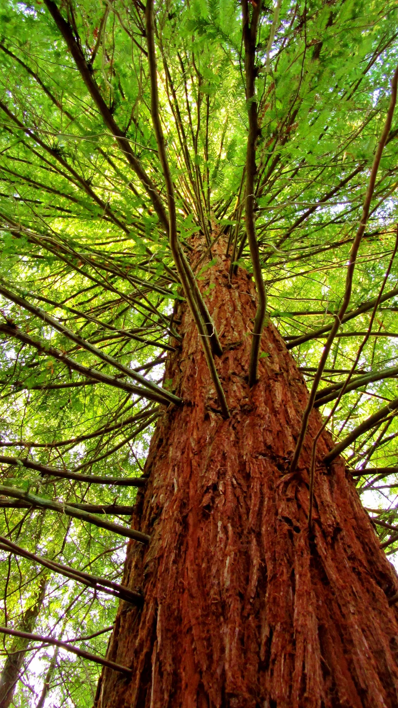Coast Redwood (Sequoia sempervirens) — is a towering testament to nature's grandeur and is considered the world's tallest tree species; its bark is deeply