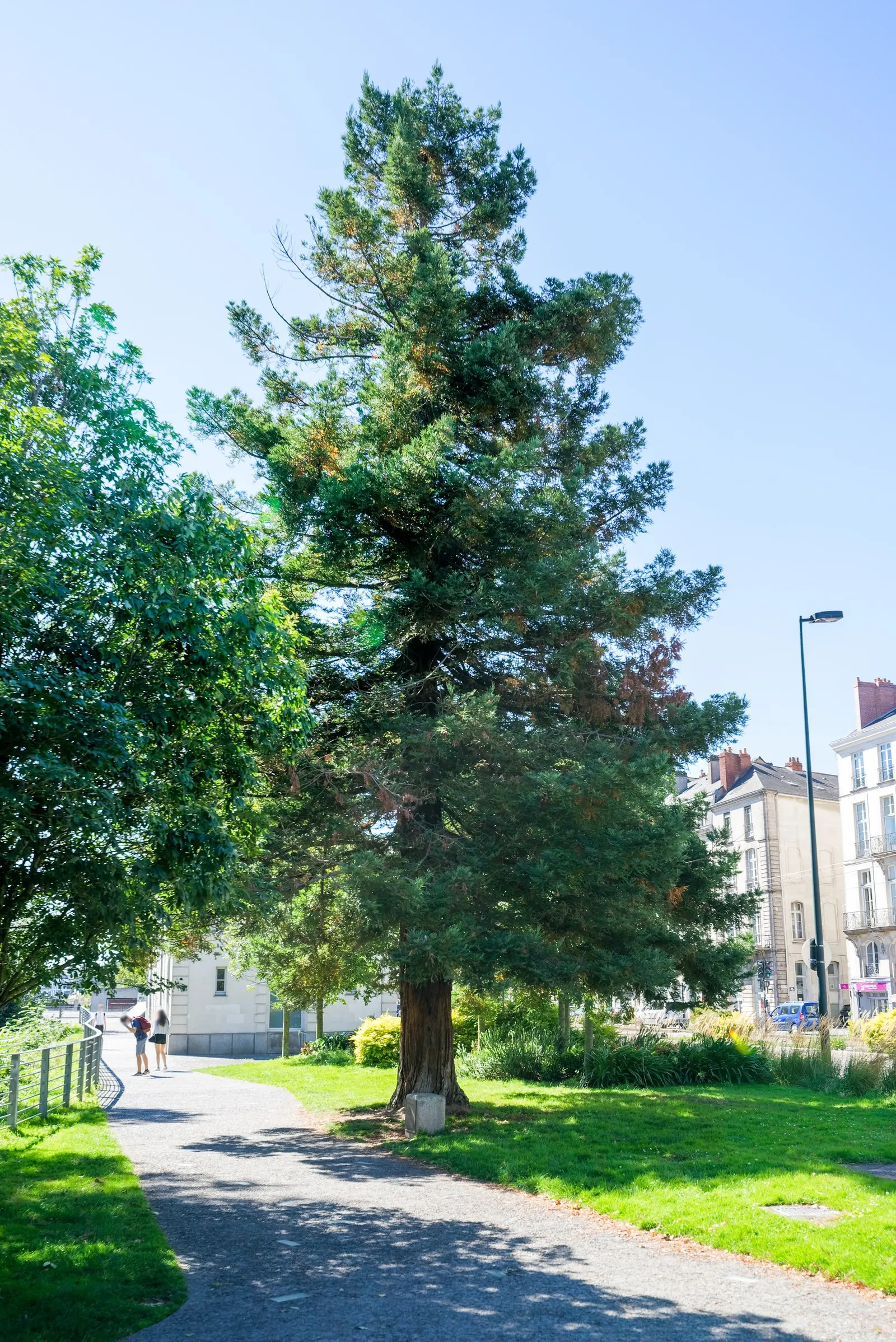 Coast Redwood (Sequoia sempervirens) — Native to the Pacific Northwest, these conifers demand ample moisture and mild climates; these measurements equate to