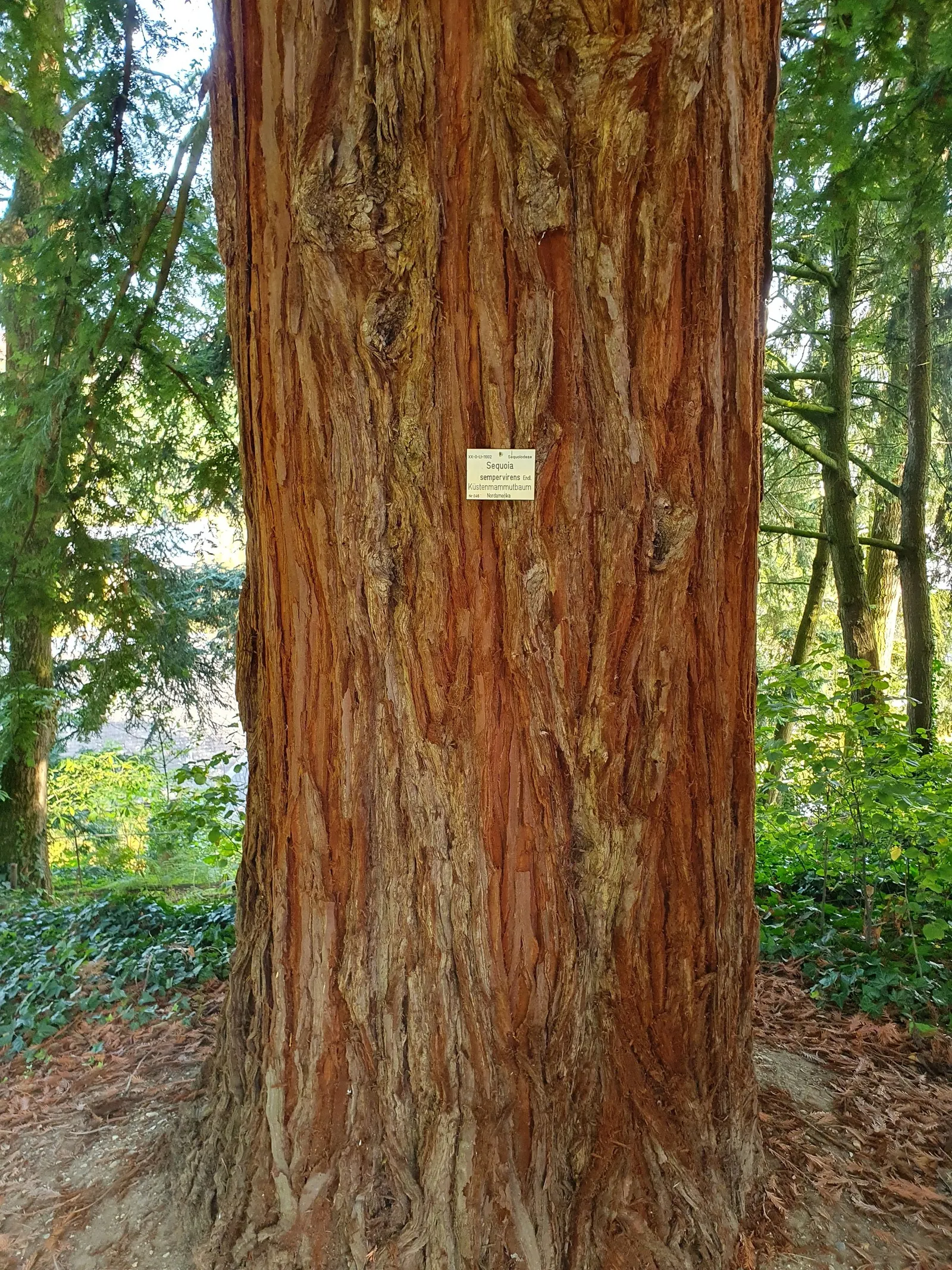 Coast Redwood (Sequoia sempervirens) — supplementing its water needs in the dryer months; ideal for grand, naturalistic designs, they offer longevity and a