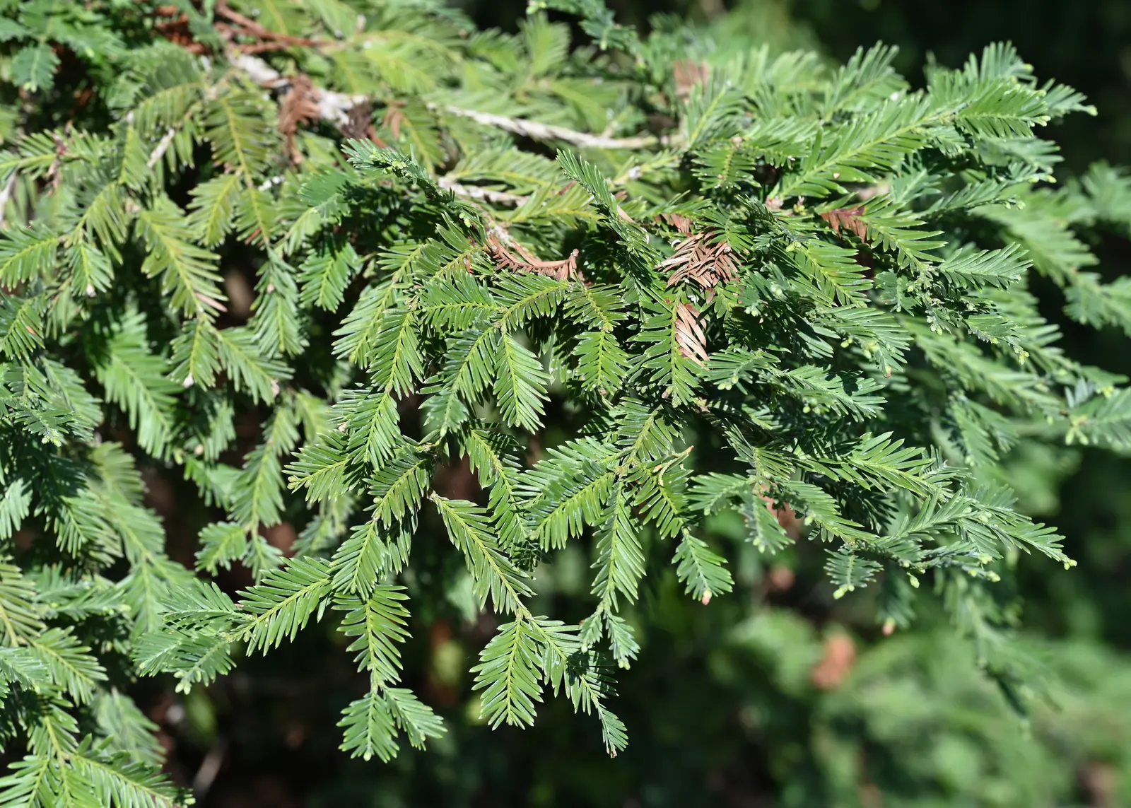 Coast Redwood (Sequoia sempervirens) — They showcase a thick, fire-resistant bark and needle-like leaves; you must take into account the extensive root system