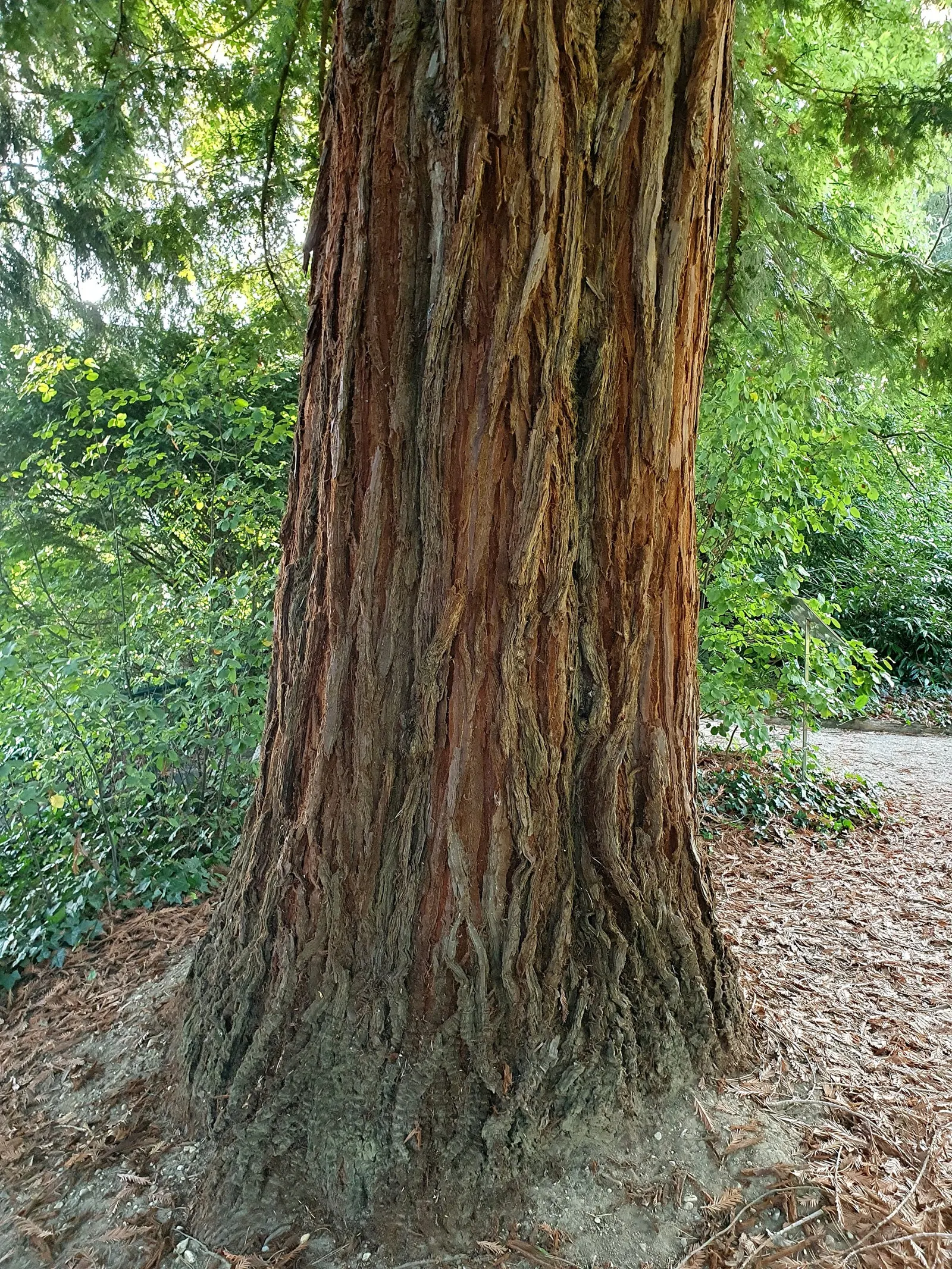 Coast Redwood (Sequoia sempervirens) — <br><br>Native to the coastal region of California, the Coast Redwood thrives in hardiness zones 7 through 9; boasting a