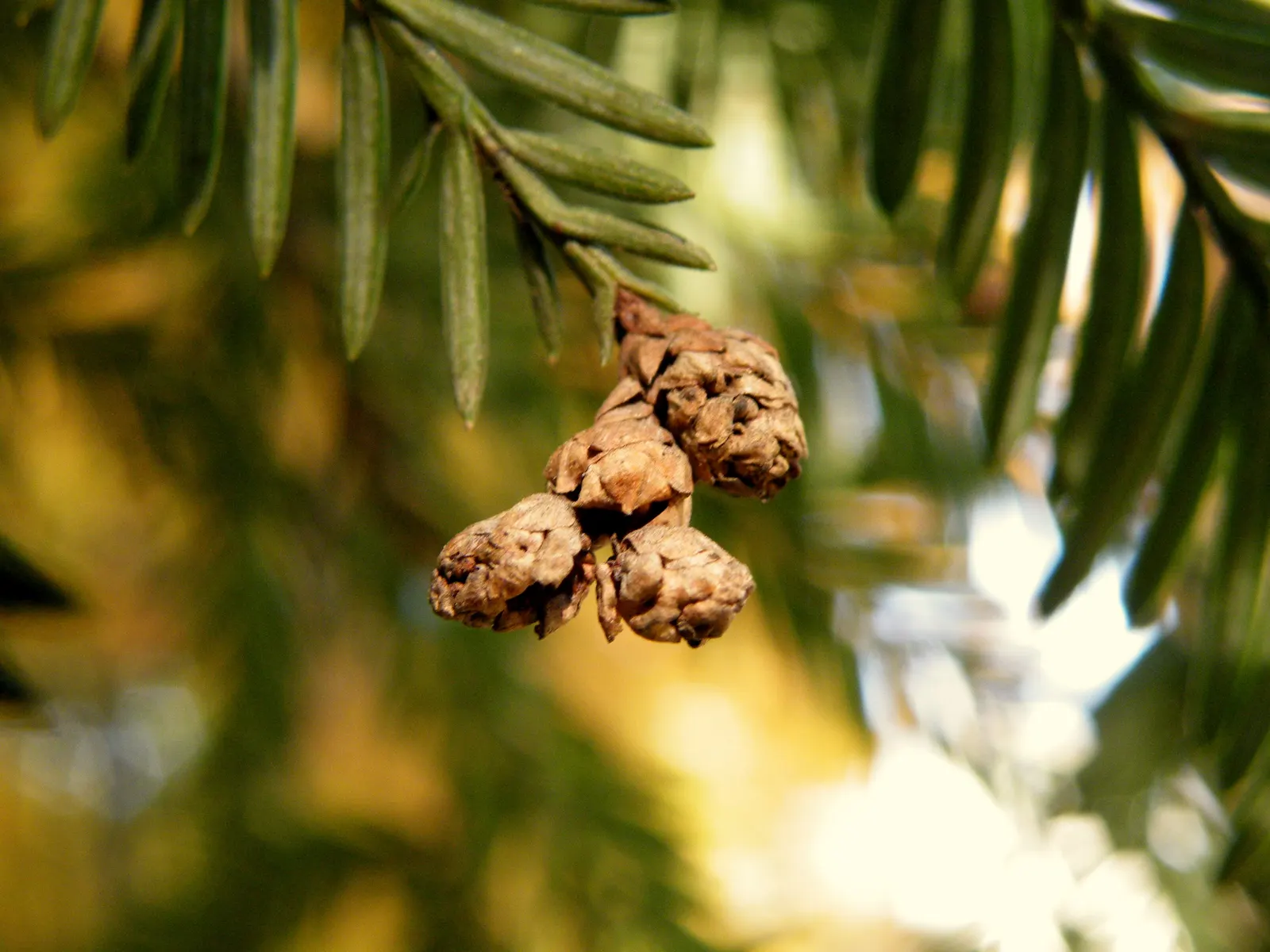Coast Redwood (Sequoia sempervirens) — These measurements equate to approximately 90 to 100 yards in height and 60-75 inches in diameter; ideal for creating