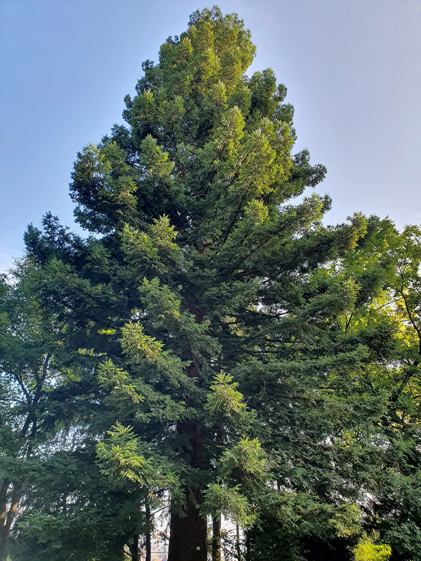 Coast Redwood (Sequoia sempervirens) — which supplies the necessary moisture for its foliage; living for thousands of years