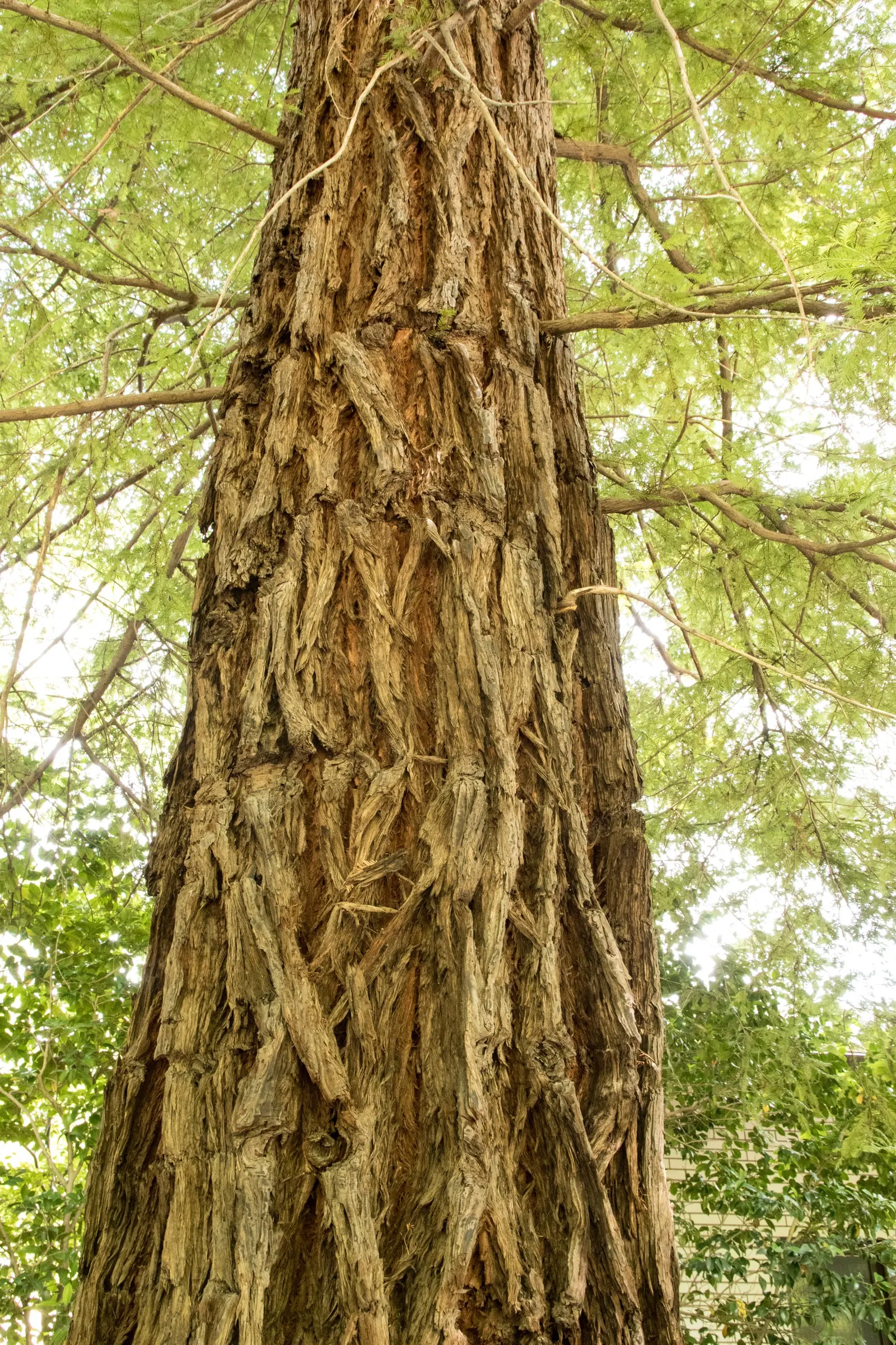 Coast Redwood (Sequoia sempervirens) — needle-like leaves and a conical form