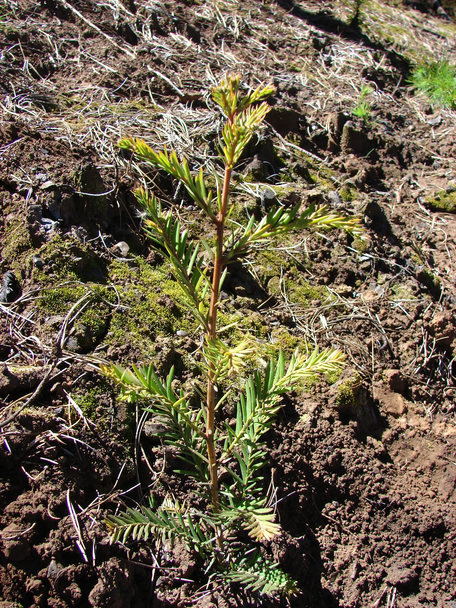 Coast Redwood (Sequoia sempervirens) — which supplies the necessary moisture for its foliage