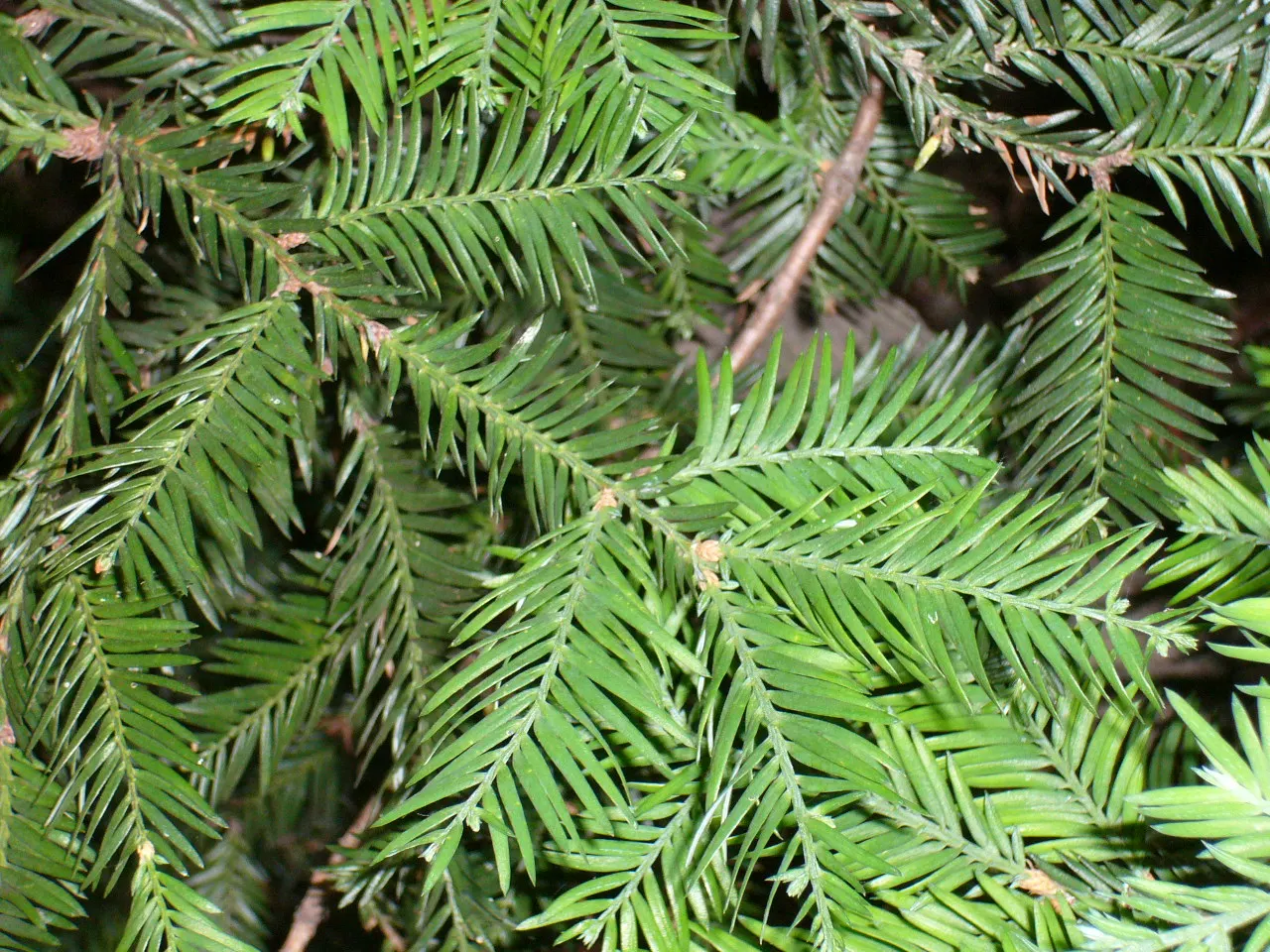 Coast Redwood (Sequoia sempervirens) — providing a magnificent living legacy for any garden