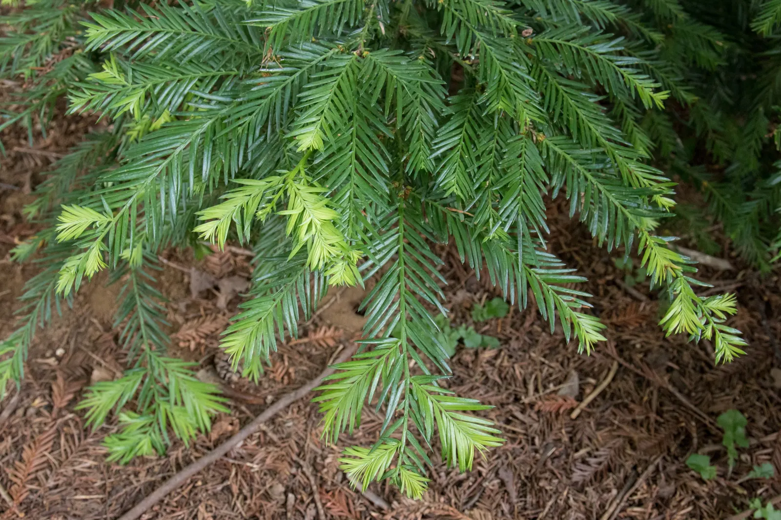 Coast Redwood (Sequoia sempervirens) — Ideal for creating dramatic vertical elements in a landscape design