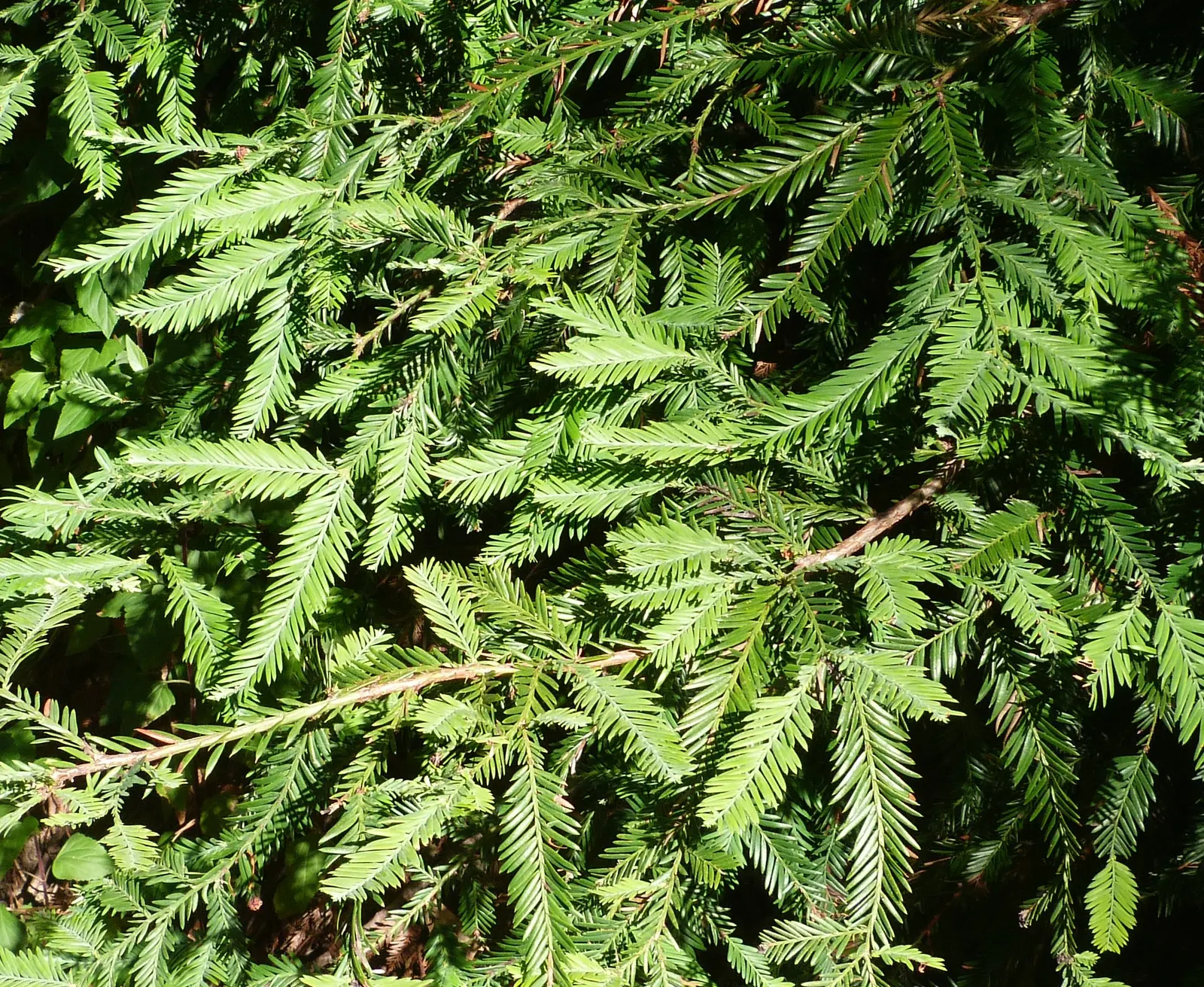 Coast Redwood (Sequoia sempervirens) — As a landscape architect assistant