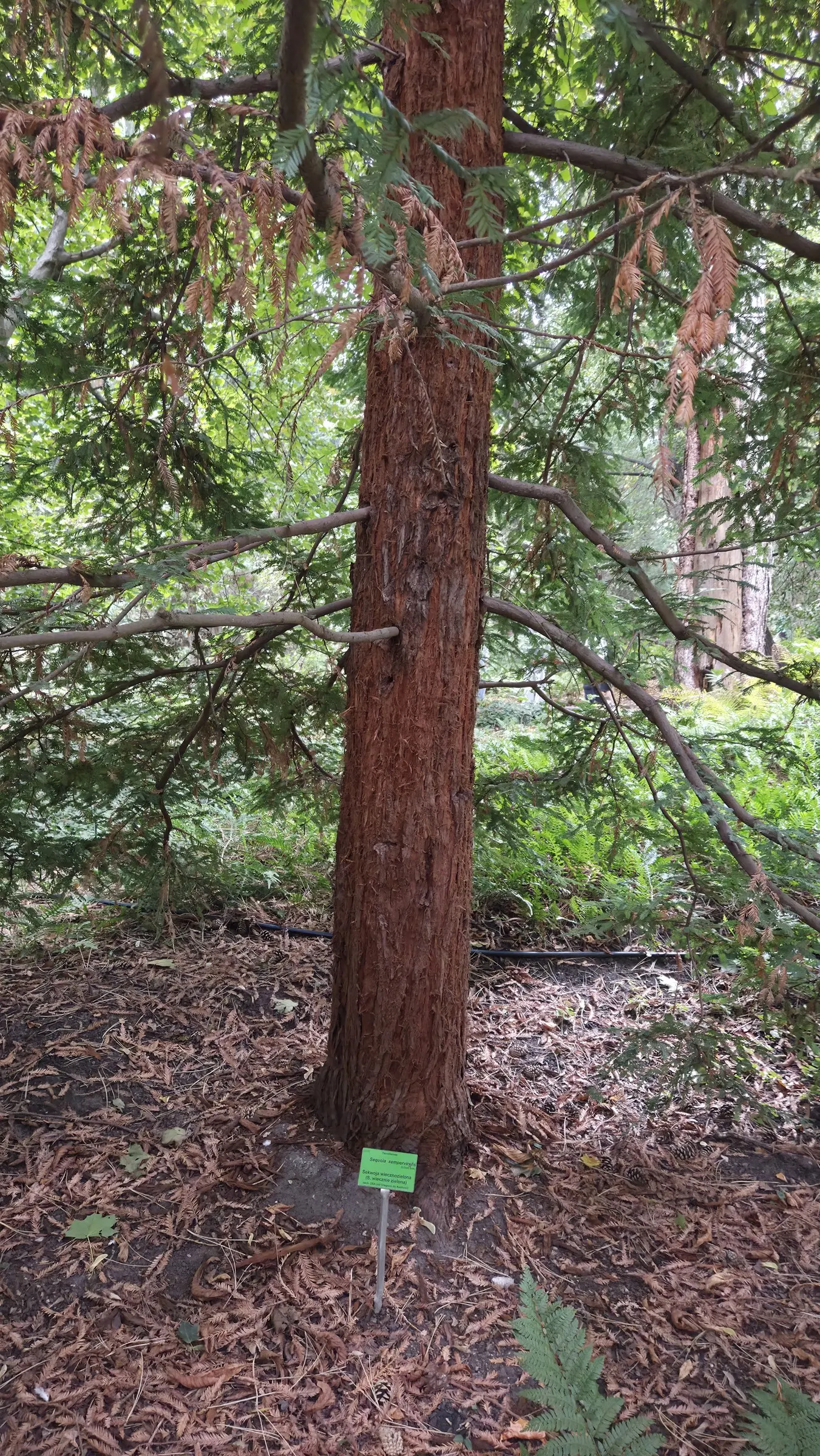 Coast Redwood (Sequoia sempervirens) — well-drained soil and benefits from a climate offering abundant fog