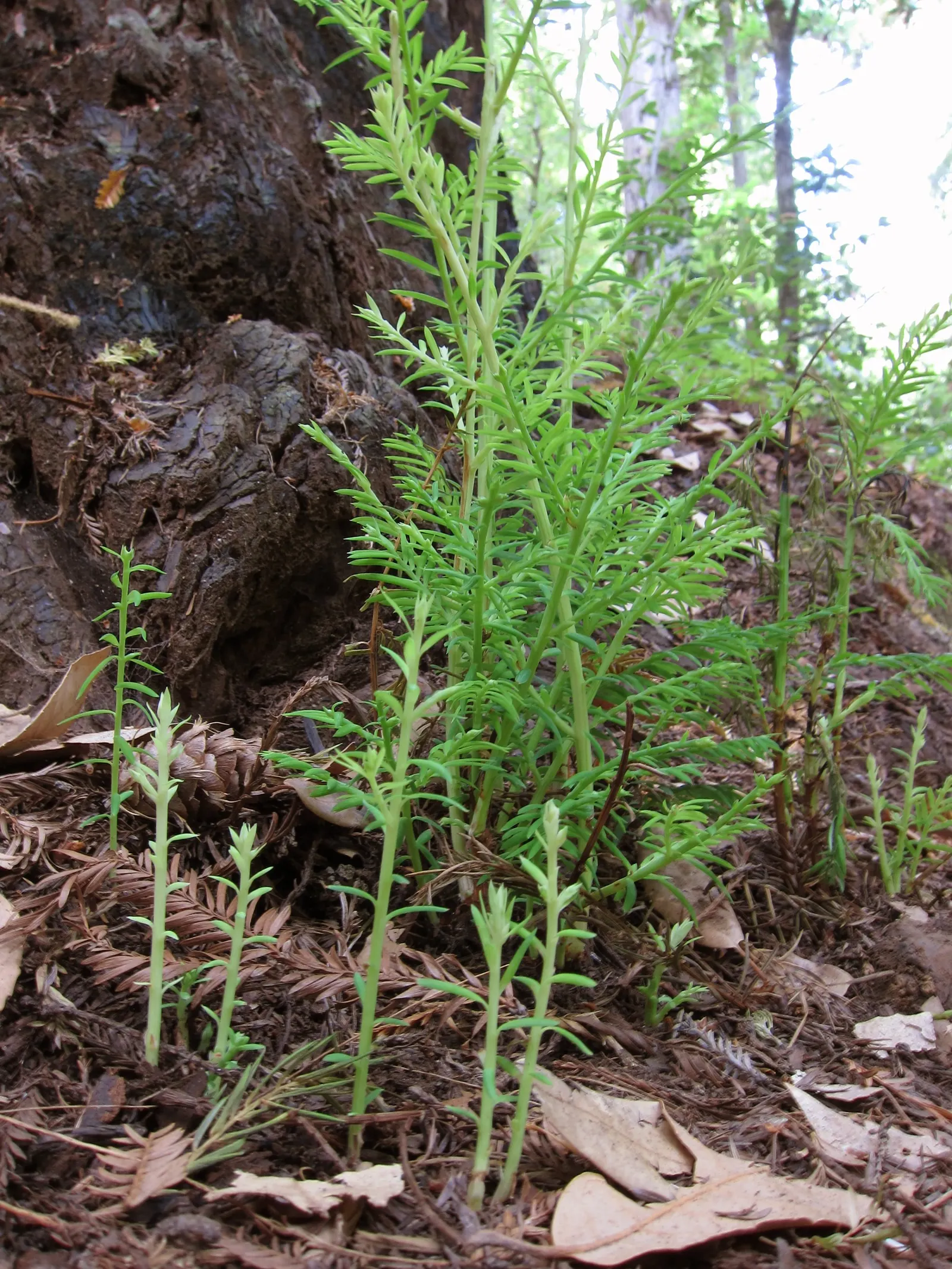 Coast Redwood (Sequoia sempervirens) — you must take into account the extensive root system when planning