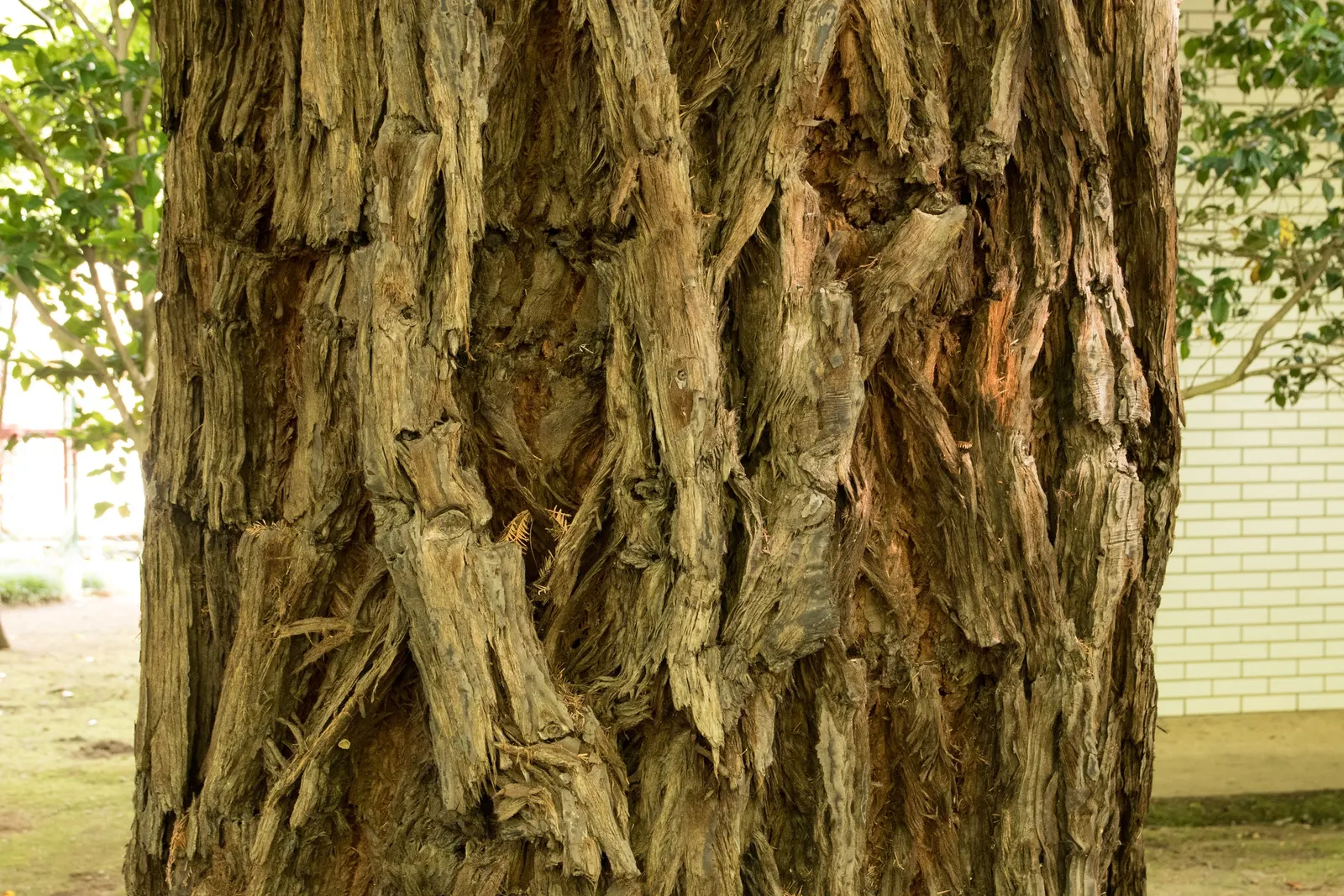 Coast Redwood (Sequoia sempervirens) — the Coast Redwood is also a symbol of endurance and longevity