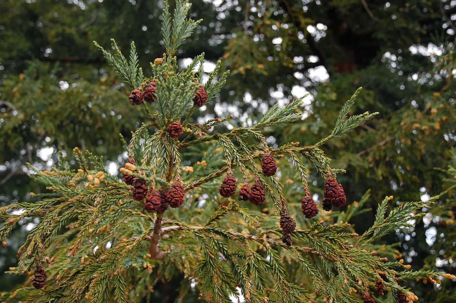 Coast Redwood (Sequoia sempervirens) — These measurements equate to approximately 90 to 100 yards in height and 60-75 inches in diameter