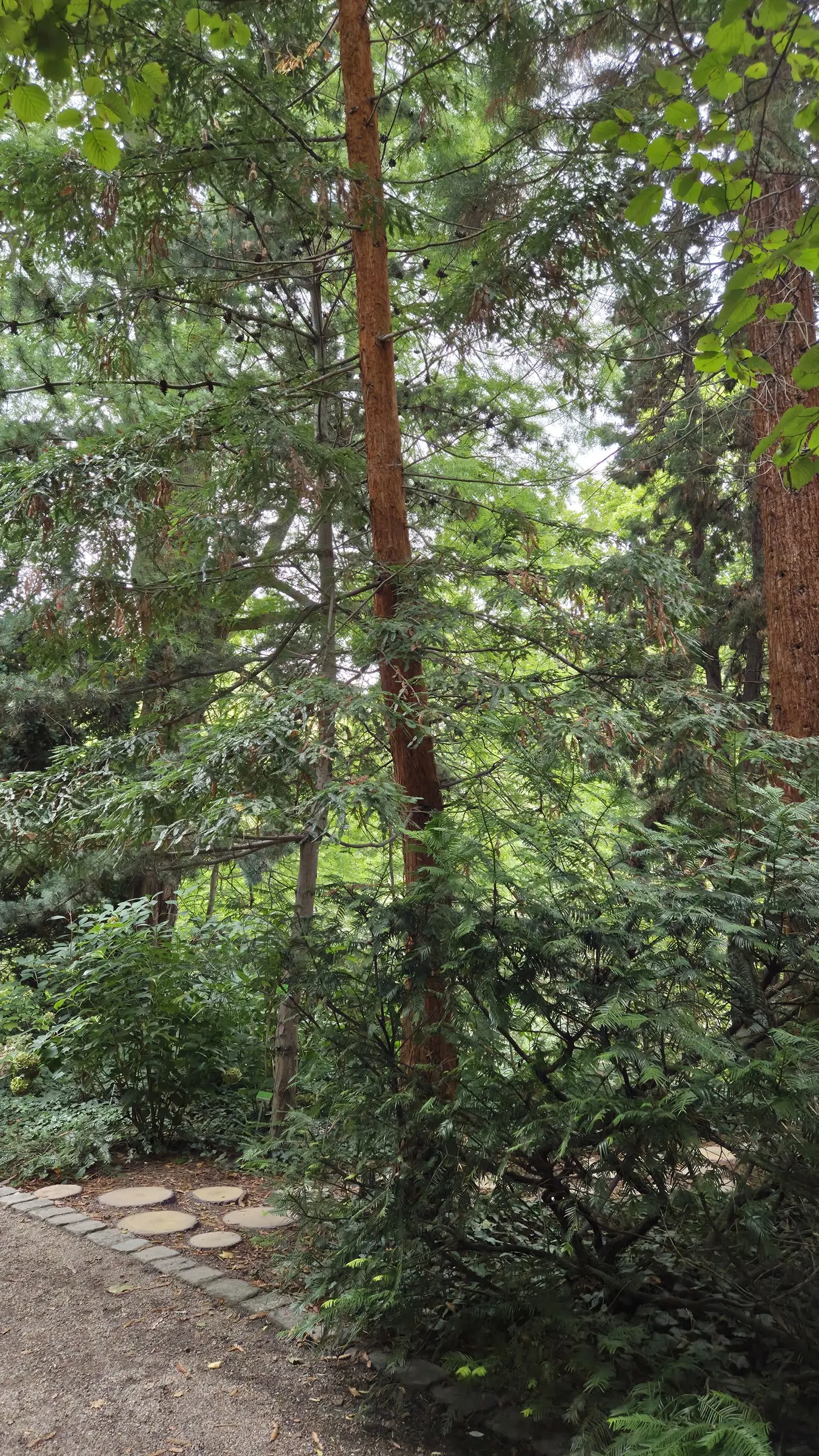 Coast Redwood (Sequoia sempervirens) — <br><br>Native to the coastal region of California, the Coast Redwood thrives in hardiness zones 7 through 9