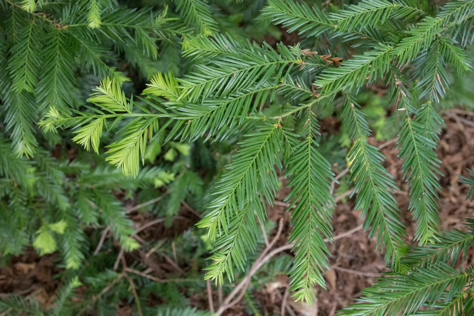 Coast Redwood (Sequoia sempervirens) — and rich hues of reddish-brown add to its visual appeal