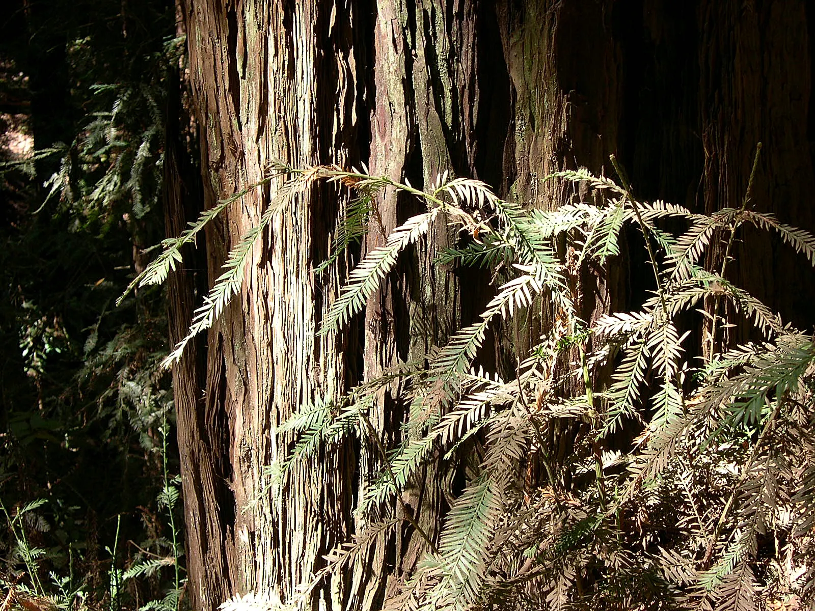 Coast Redwood (Sequoia sempervirens) — living for thousands of years