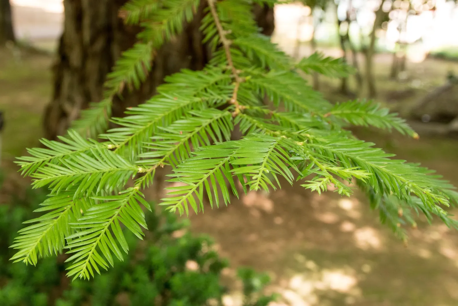 Coast Redwood (Sequoia sempervirens) — its bark is deeply furrowed