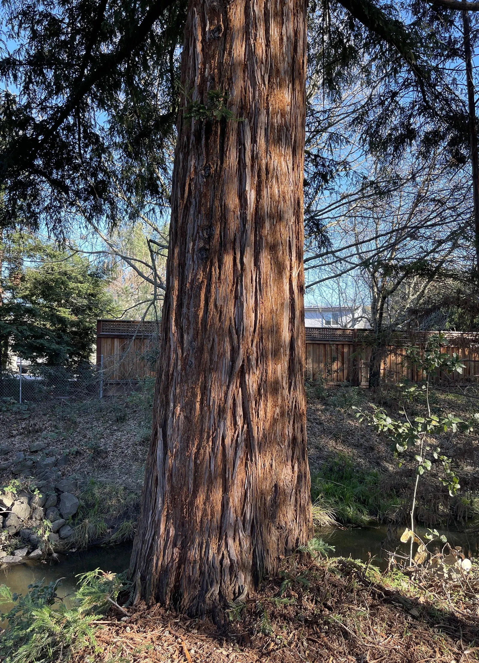 Coast Redwood (Sequoia sempervirens) — supplementing its water needs in the dryer months