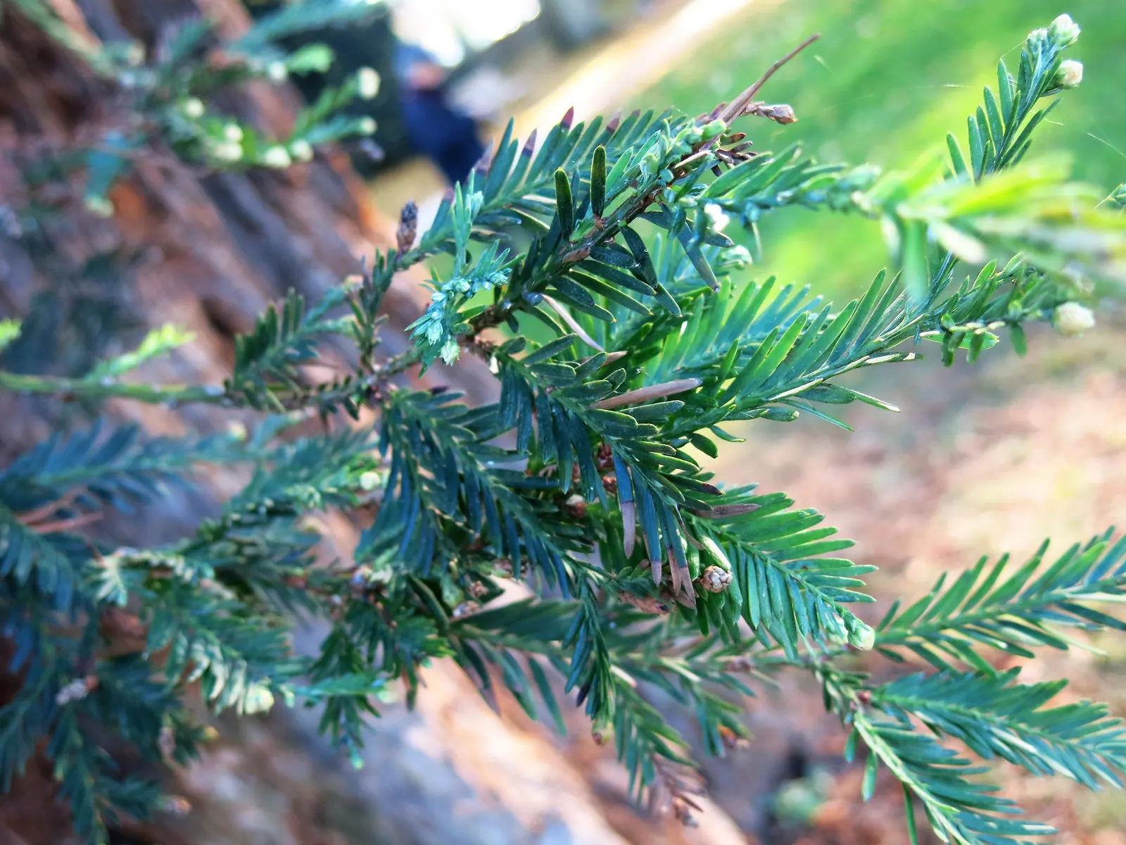 Coast Redwood (Sequoia sempervirens) — They showcase a thick, fire-resistant bark and needle-like leaves