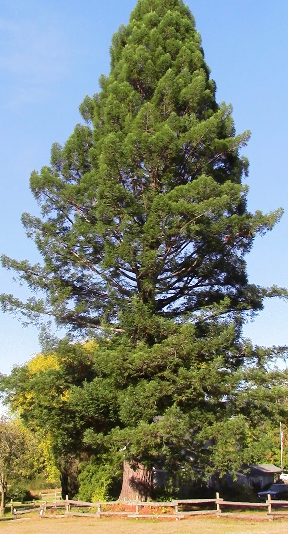 Coast Redwood (Sequoia sempervirens) — this conifer can reach astounding heights of up to 300 feet or more