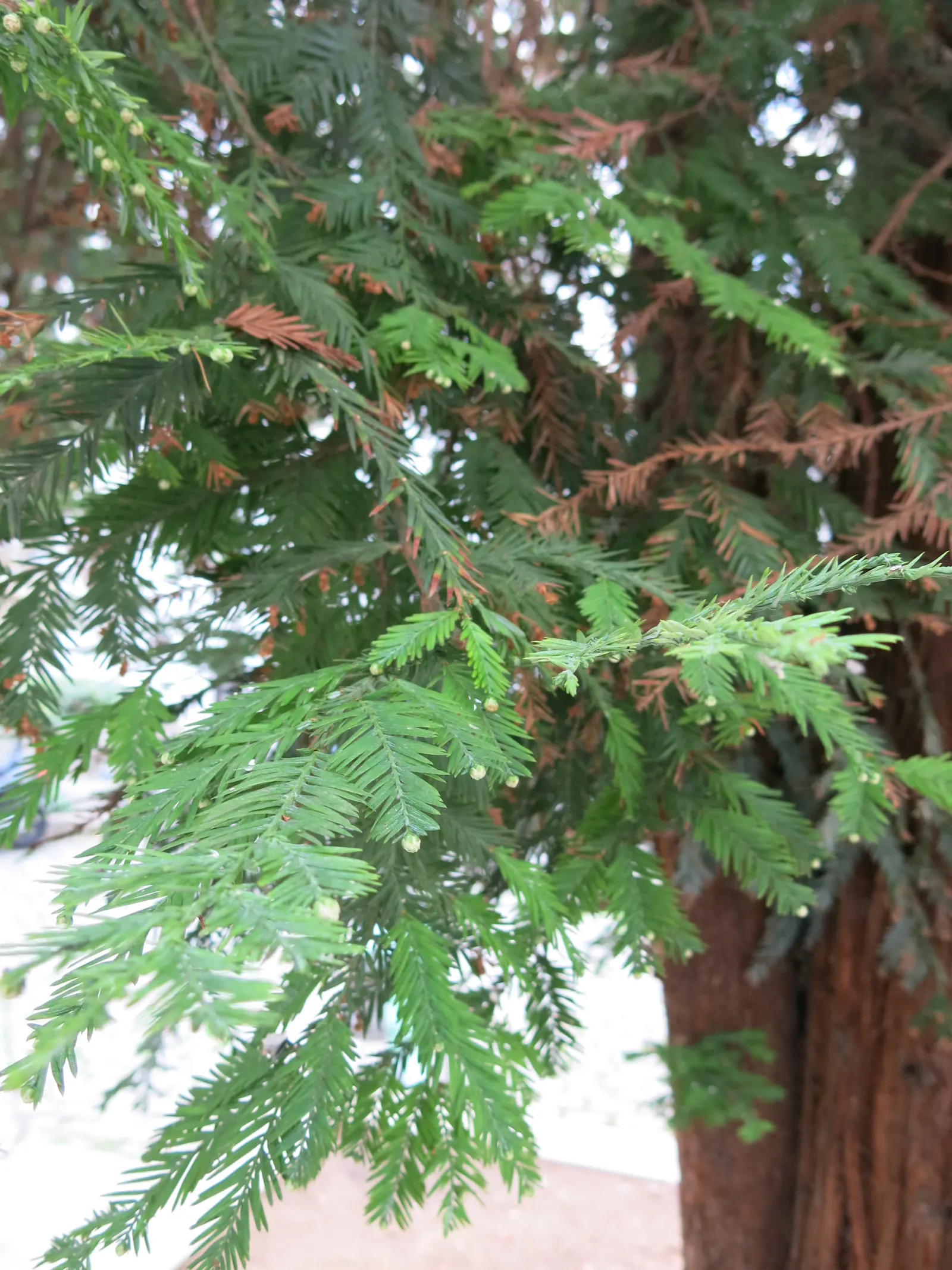 Coast Redwood (Sequoia sempervirens) — Intended for larger landscapes due to its majestic size
