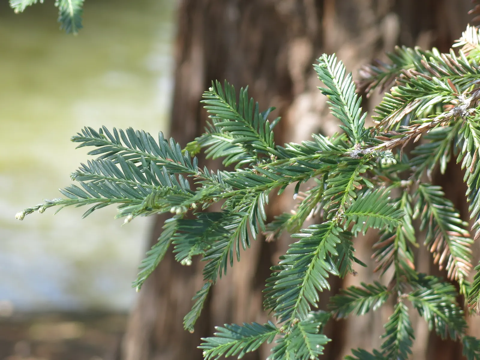 Coast Redwood (Sequoia sempervirens) — scientifically named Sequoia sempervirens