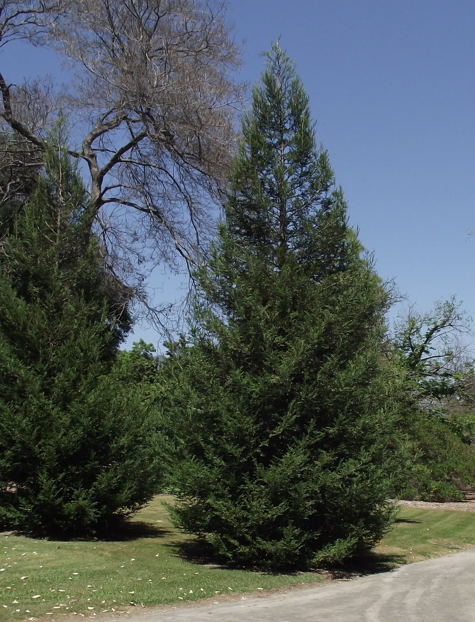 Coast Redwood (Sequoia sempervirens) — Native to the Pacific Northwest, these conifers demand ample moisture and mild climates