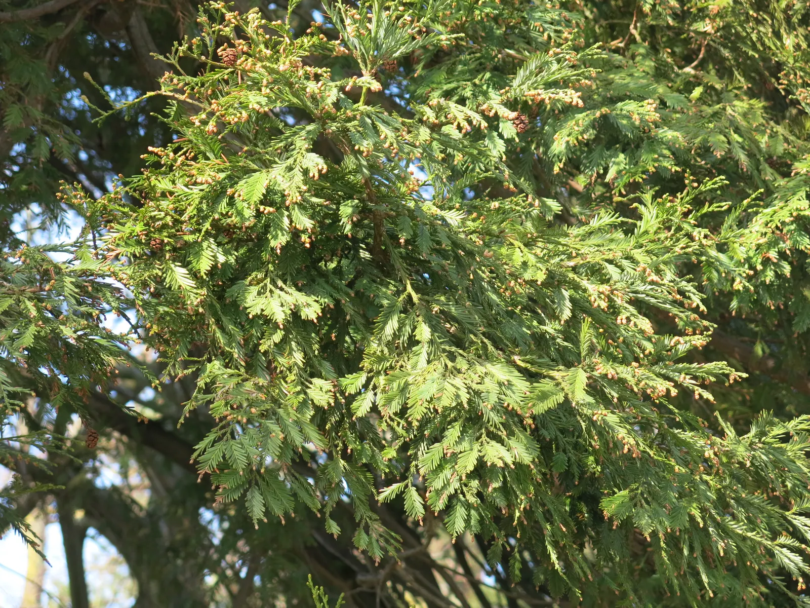 Coast Redwood (Sequoia sempervirens) — Ideal for grand, naturalistic designs, they offer longevity and a majestic presence in large-scale settings