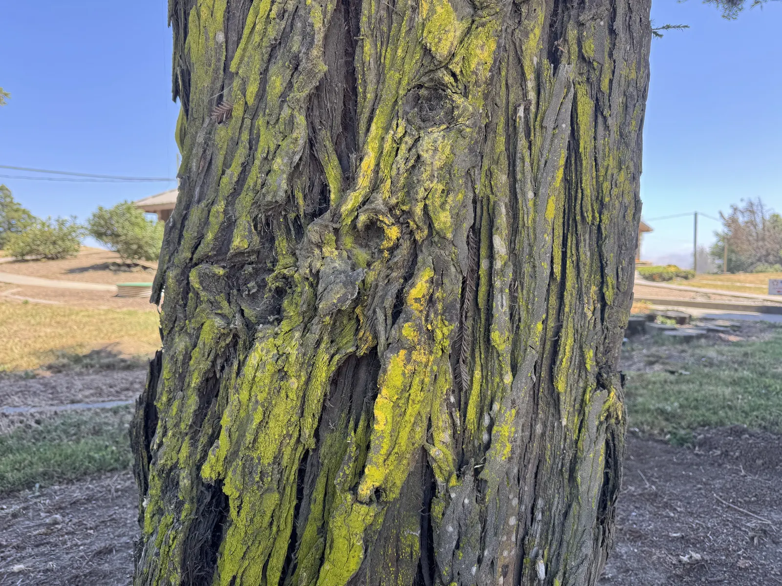 Coast Redwood (Sequoia sempervirens) — boasting a trunk diameter of 20 to 25 feet when fully mature