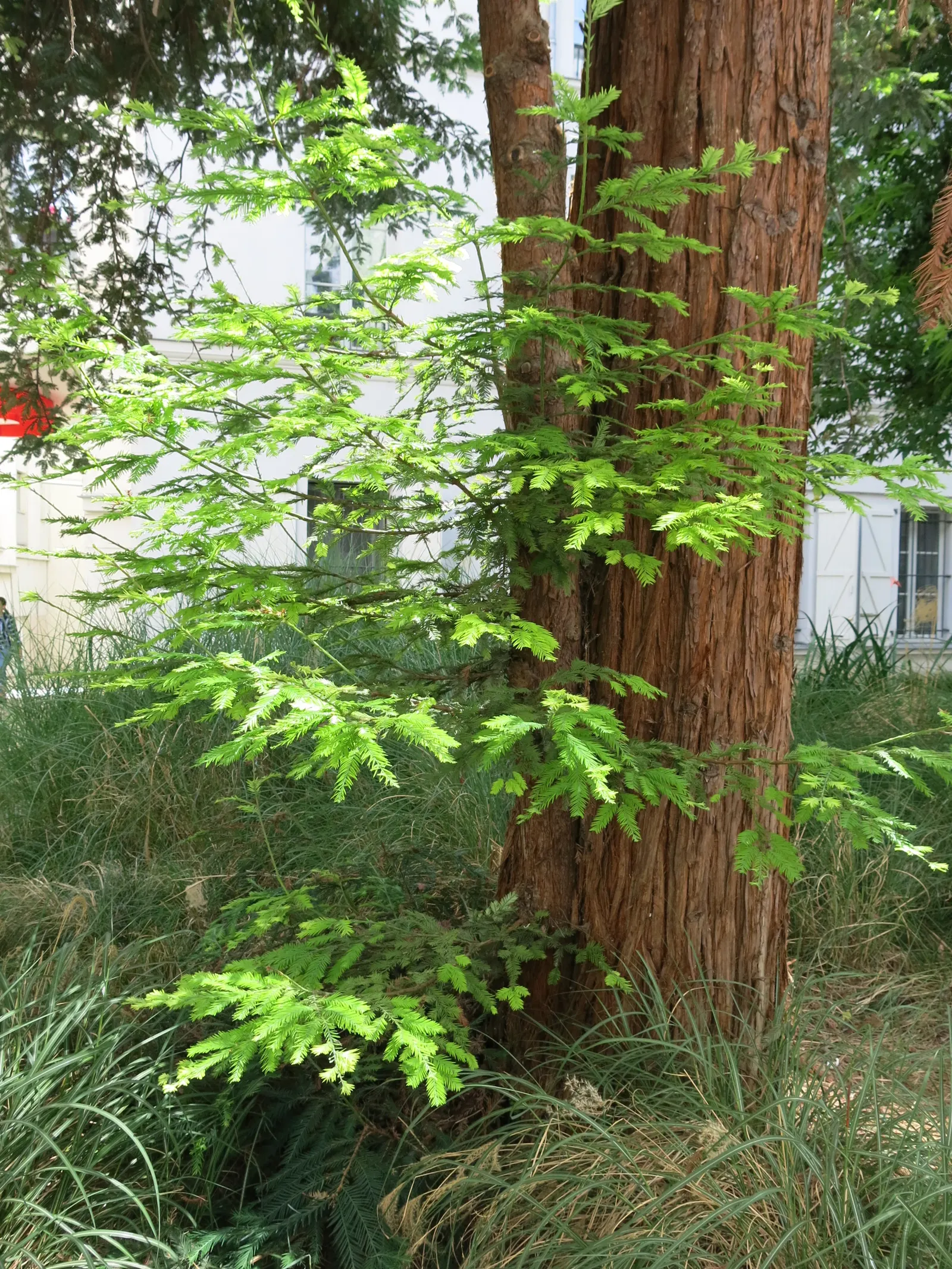 Coast Redwood (Sequoia sempervirens) — is a towering testament to nature's grandeur and is considered the world's tallest tree species