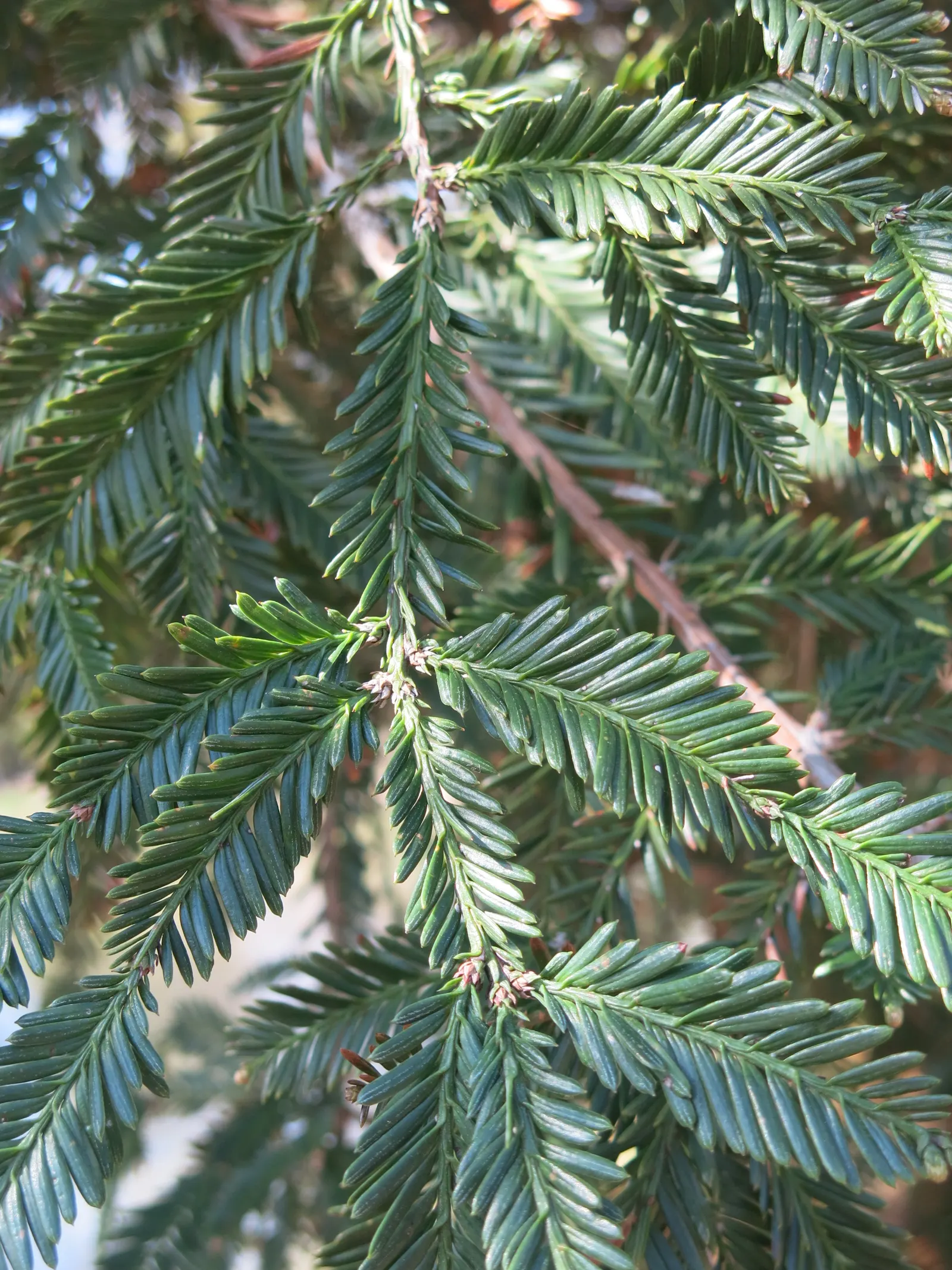 Coast Redwood (Sequoia sempervirens) — Space them at least 30 feet apart in a landscape to accommodate extensive root systems