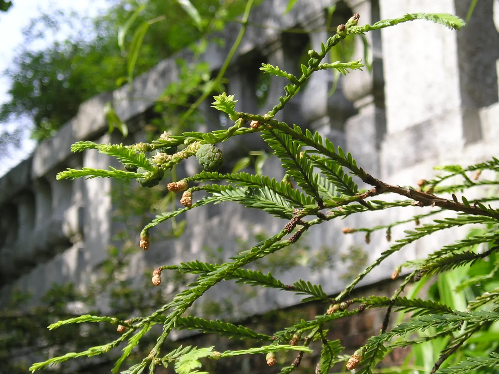 Coast Redwood (Sequoia sempervirens) — The Coast Redwood, Sequoia sempervirens, is the world's tallest tree species, reaching over 350 feet in height