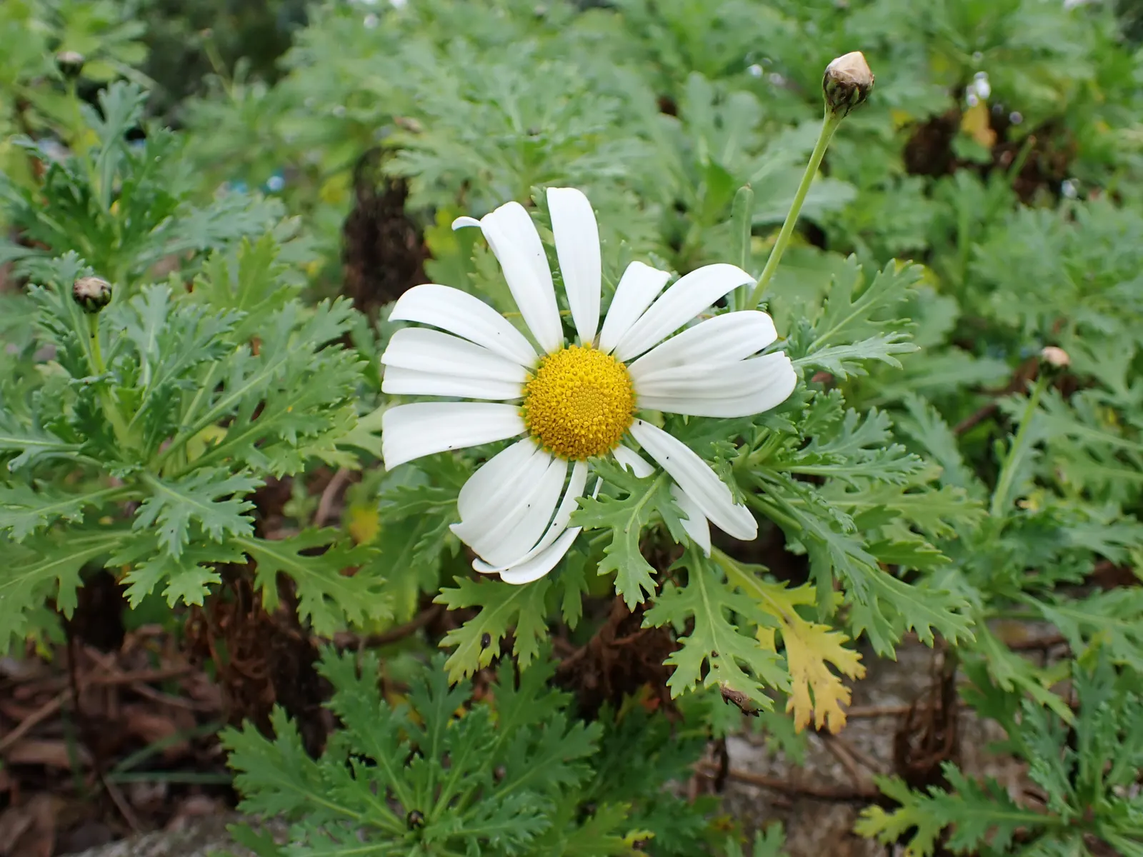 Marguerite Daisy (Argyranthemum frutescens 'Molimba Helio White') — commonly known as Marguerite Daisy; 'Helio White' is distinguished by its pure, image 77
