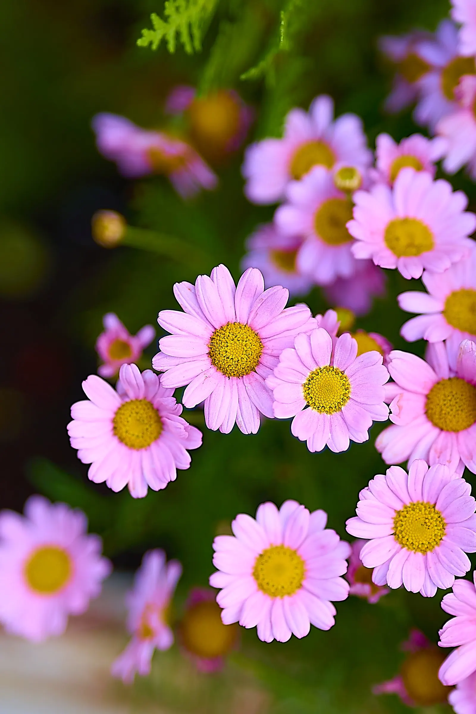 Marguerite Daisy (Argyranthemum frutescens 'Molimba Helio White') — or as a standalone accent