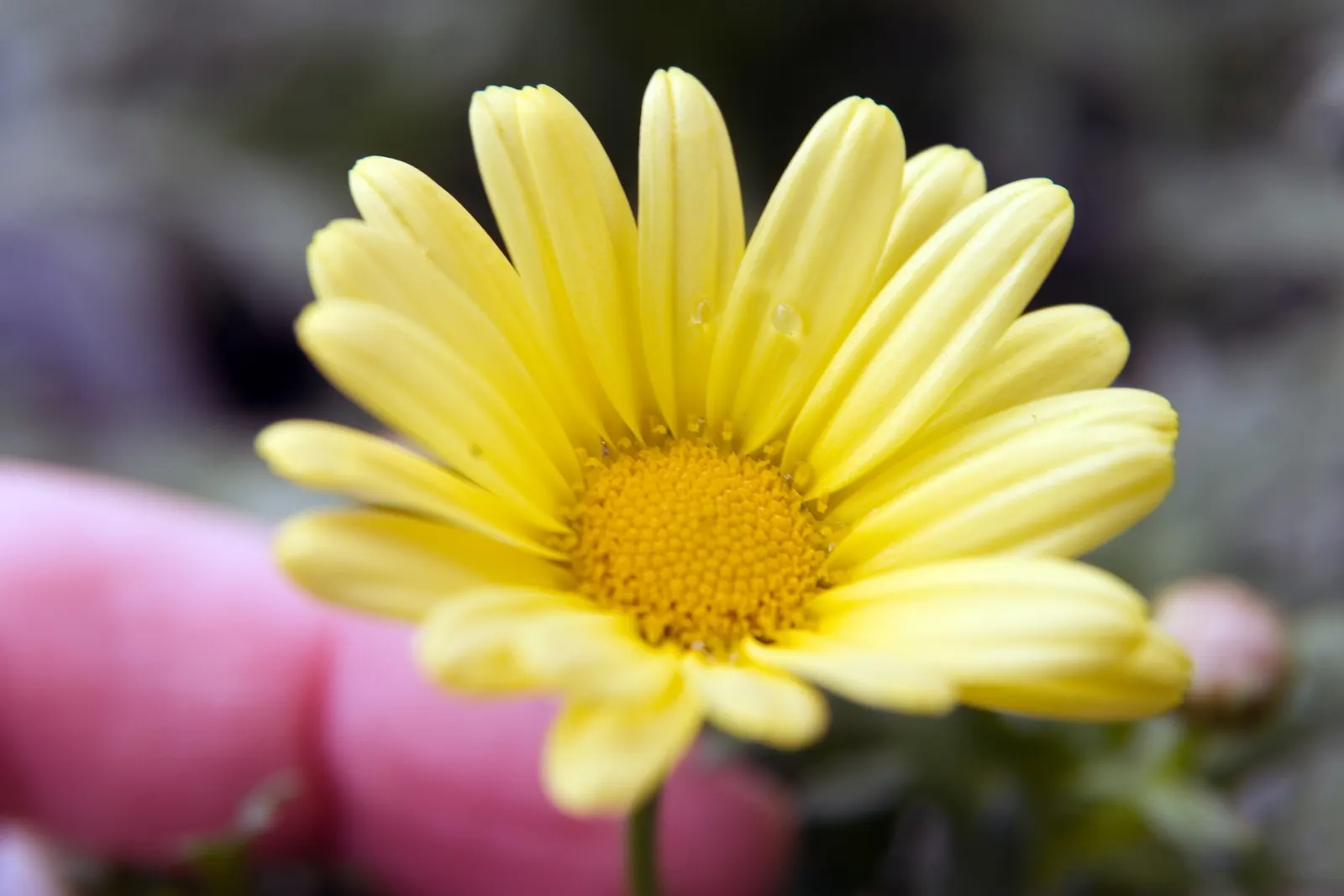 Marguerite Daisy (Argyranthemum frutescens 'Molimba Helio White') — annual / perennial with multi-colored and white blooms; argyranthemum 'Helio White' prefers