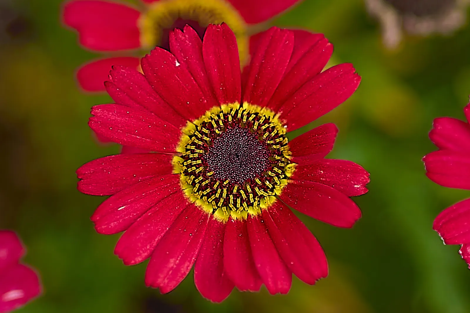Marguerite Daisy (Argyranthemum frutescens 'Molimba Helio White') — annual / perennial for full; such as butterflies and bees
