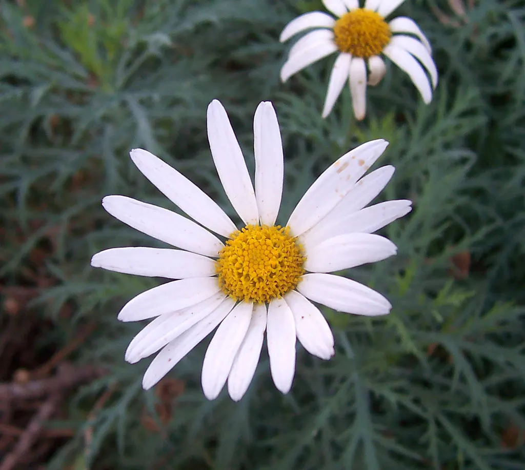 Marguerite Daisy (Argyranthemum frutescens 'Molimba Helio White') — The Argyranthemum frutescens 'Madeira White' (incorrectly referred to as, image 76