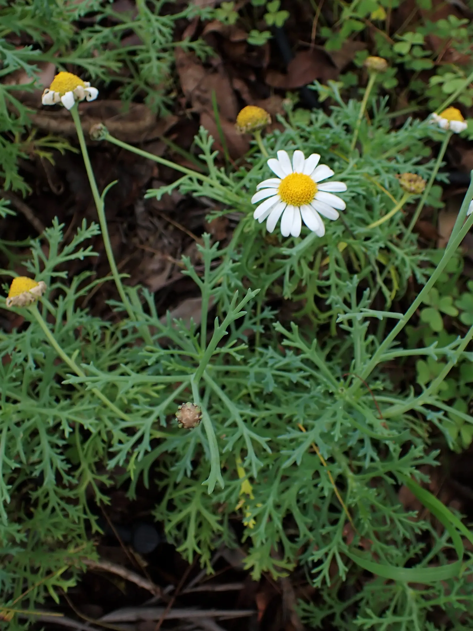 Marguerite Daisy (Argyranthemum frutescens 'Molimba Helio White') — Its compact growth habit ensures a neat appearance throughout the growing, image 64