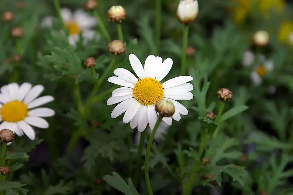 Marguerite Daisy (Argyranthemum frutescens 'Molimba Helio White') — commonly known as Marguerite Daisy; 'Helio White' is distinguished by its pure white petals