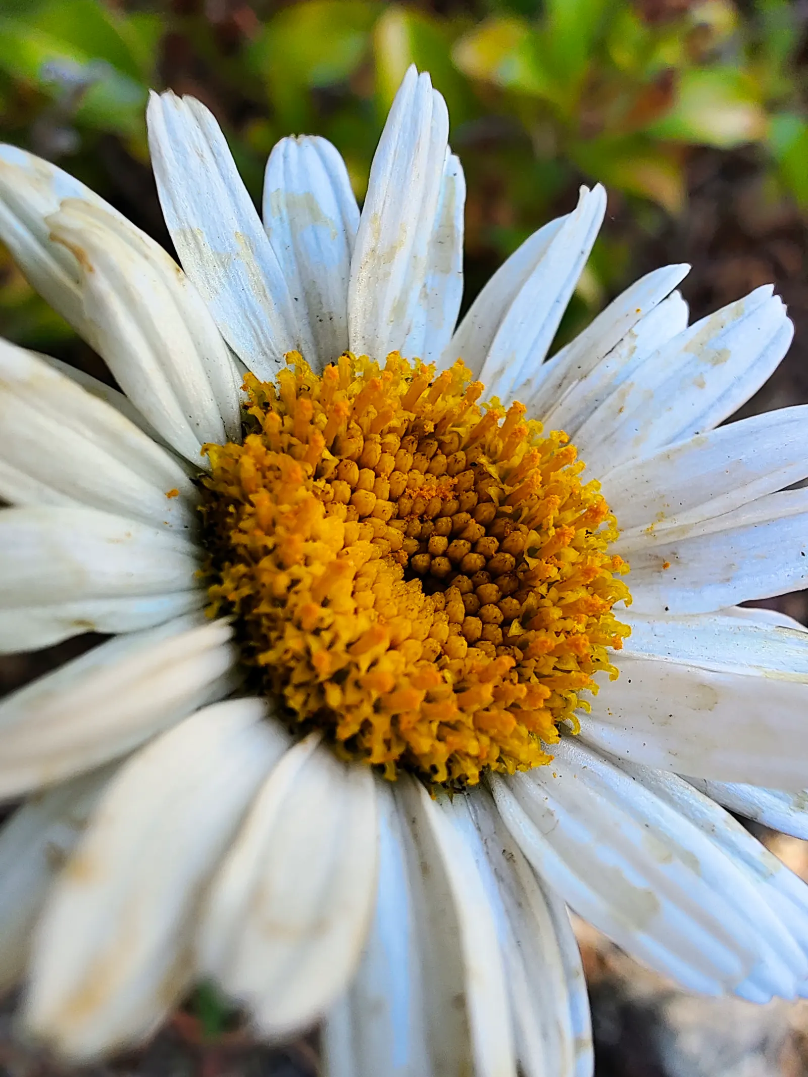 Marguerite Daisy (Argyranthemum frutescens 'Molimba Helio White') — To maintain vivacity and encourage continuous blooming