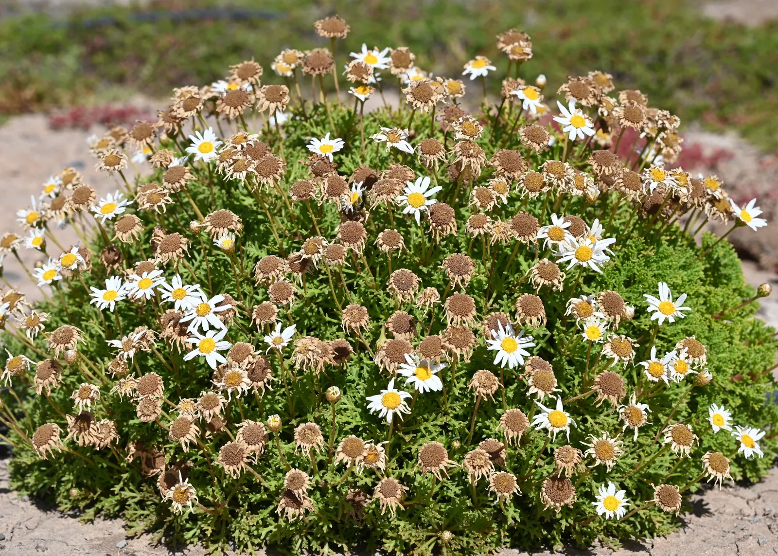 Marguerite Daisy (Argyranthemum frutescens 'Molimba Helio White') — 'Helio White' is distinguished by its pure white petals radiating around a sunny yellow