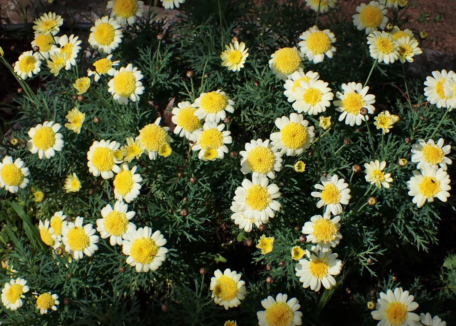 Marguerite Daisy (Argyranthemum frutescens 'Molimba Helio White') — Argyranthemum 'Helio White' prefers full sun exposure to part shade and, image 40