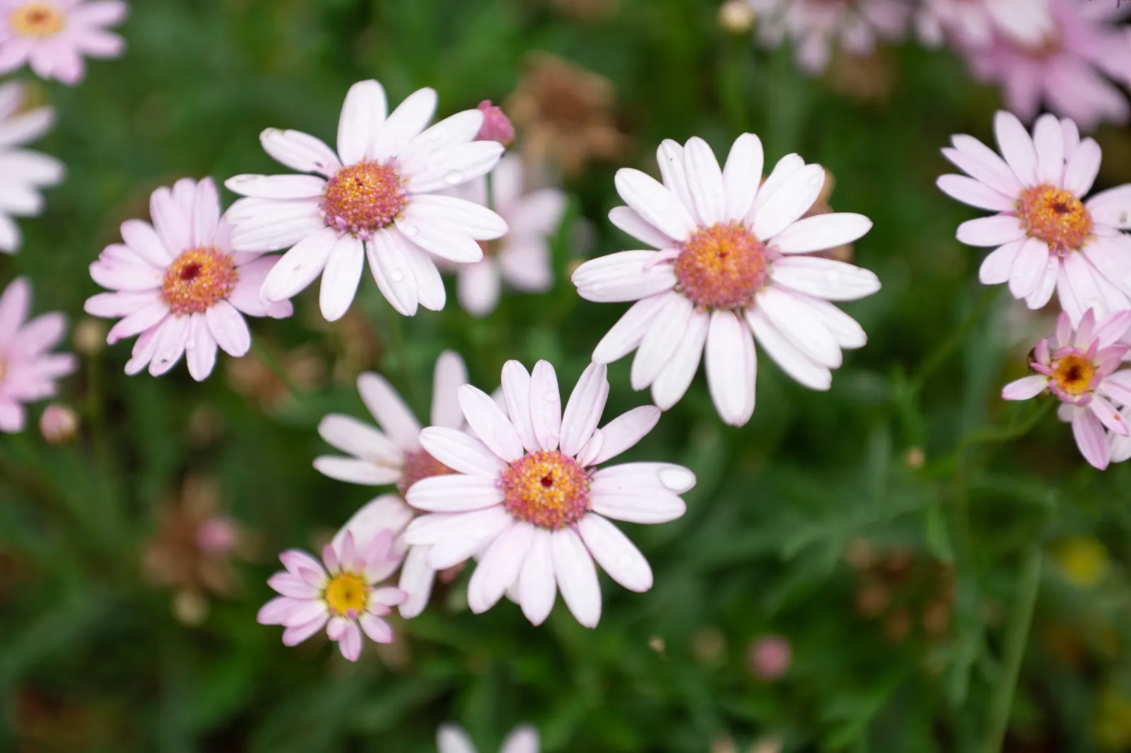 Marguerite Daisy (Argyranthemum frutescens 'Molimba Helio White') — presents a splendid addition to any landscape design