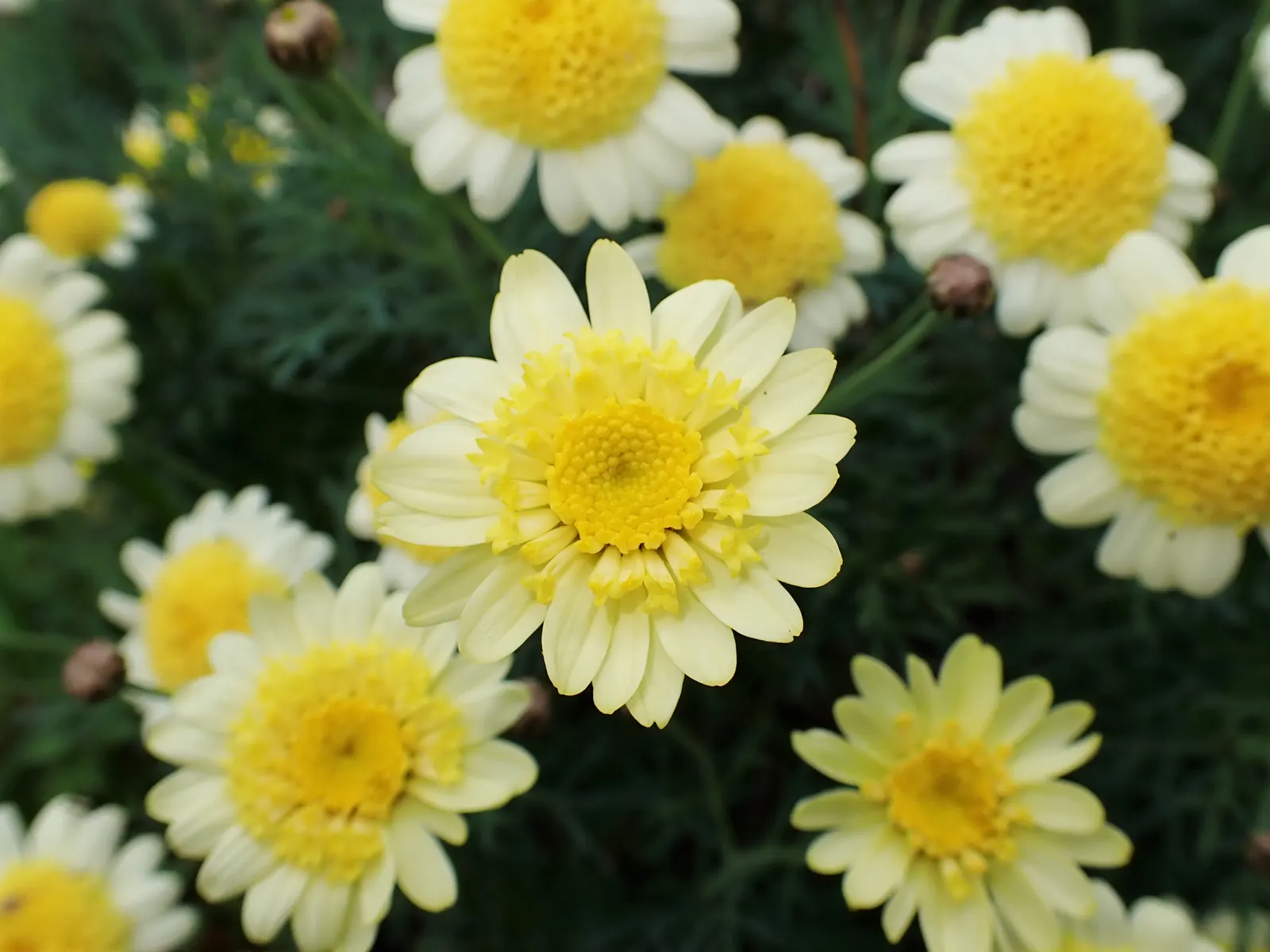 Marguerite Daisy (Argyranthemum frutescens 'Molimba Helio White') — The Argyranthemum frutescens 'Madeira White' (incorrectly referred to as Argyrathemum