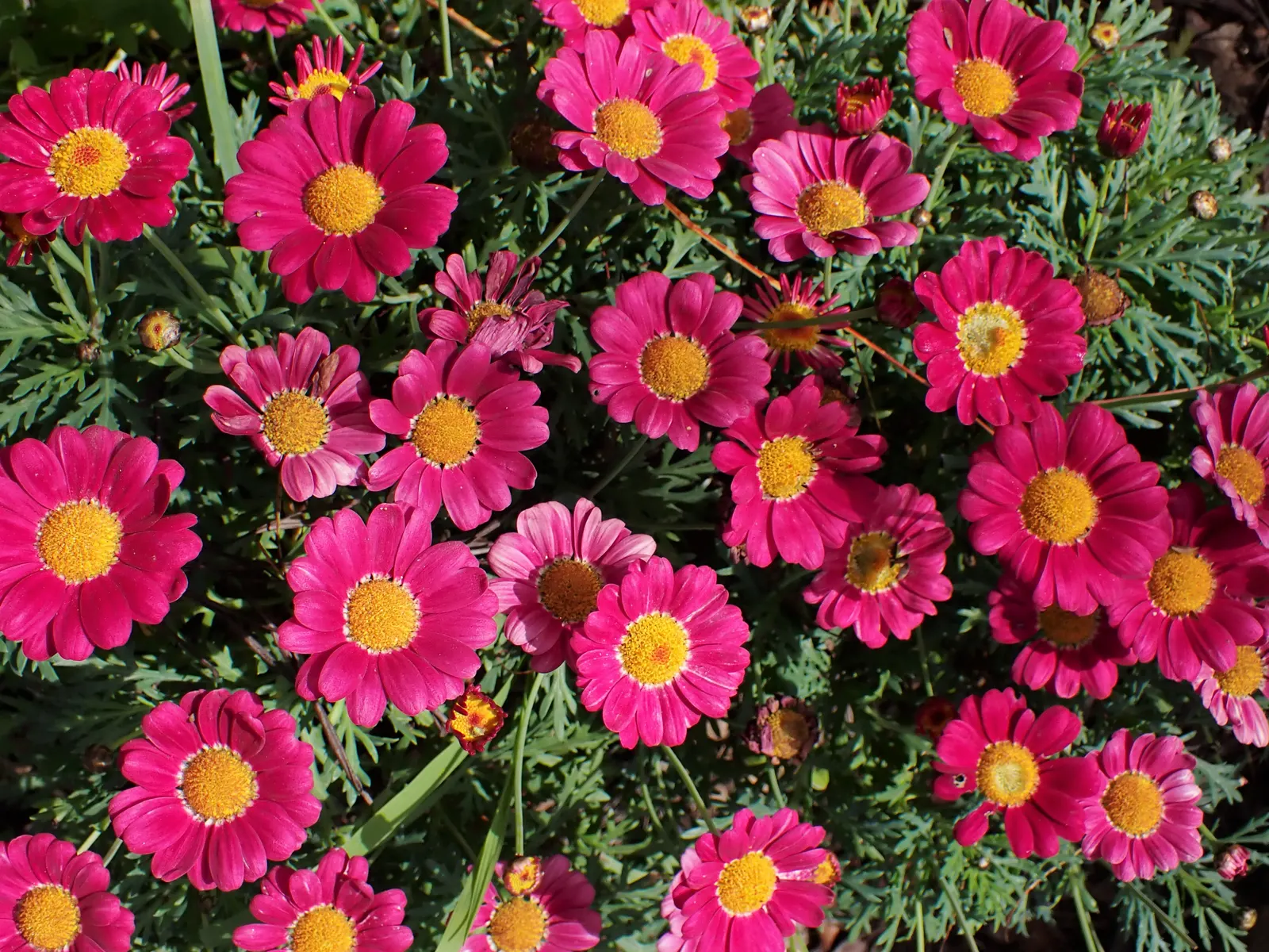 Marguerite Daisy (Argyranthemum frutescens 'Molimba Helio White') — as Argyranthemum 'Helio White' is somewhat drought tolerant once established