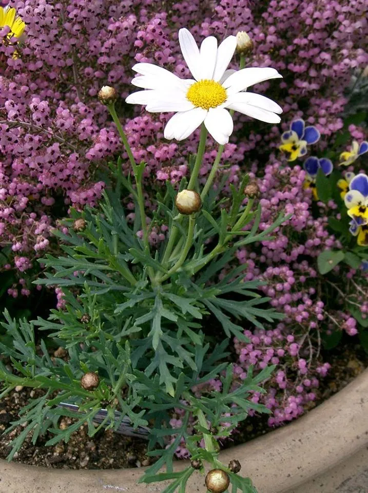 Marguerite Daisy (Argyranthemum frutescens 'Molimba Helio White') — This perennial thrives in full sun and reaches 1-2 feet in height and width