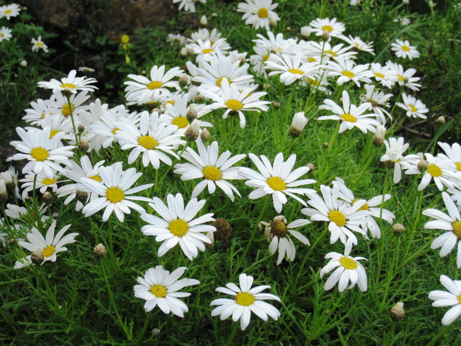 Marguerite Daisy (Argyranthemum frutescens 'Molimba Helio White') — inviting to both the eye and local pollinators; as Argyranthemum 'Helio White', image 71