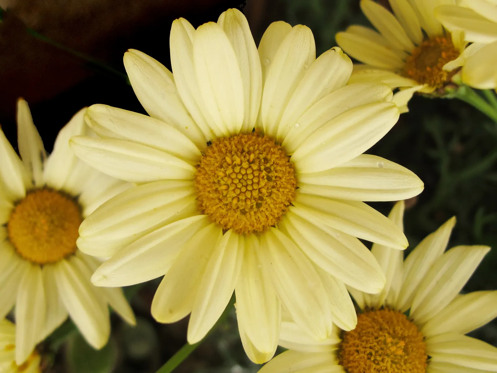 Marguerite Daisy (Argyranthemum frutescens 'Molimba Helio White') — such as butterflies and bees