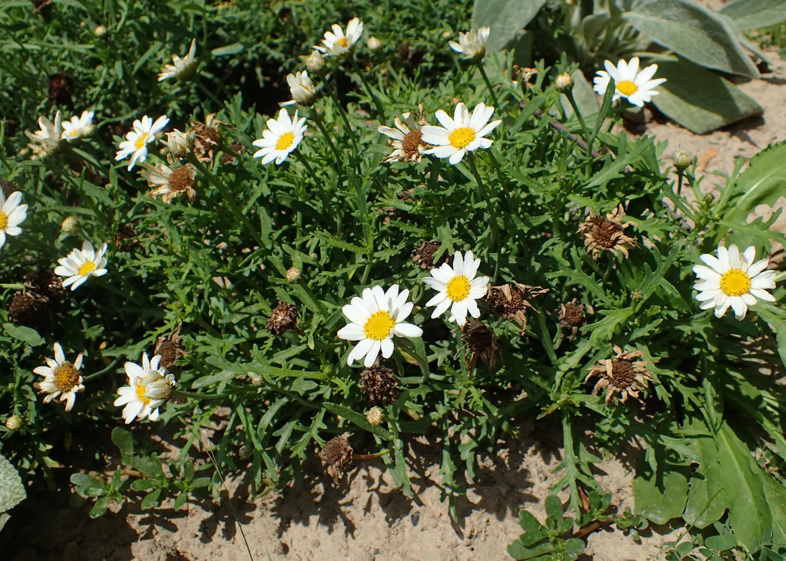 Marguerite Daisy (Argyranthemum frutescens 'Molimba Helio White') — presents a splendid addition to any landscape design; adds a classic touch with, image 83