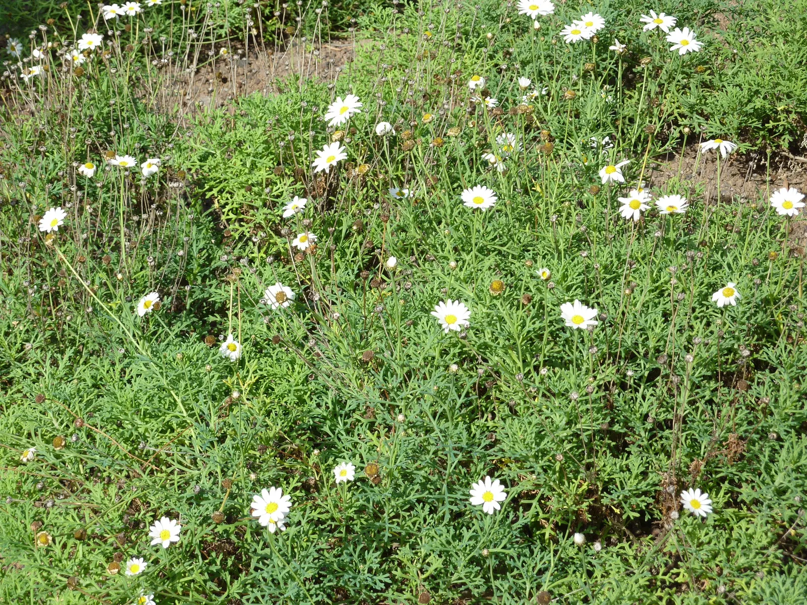 Marguerite Daisy (Argyranthemum frutescens 'Molimba Helio White') — infusing it with a touch of the Mediterranean; cultivated for its prolific