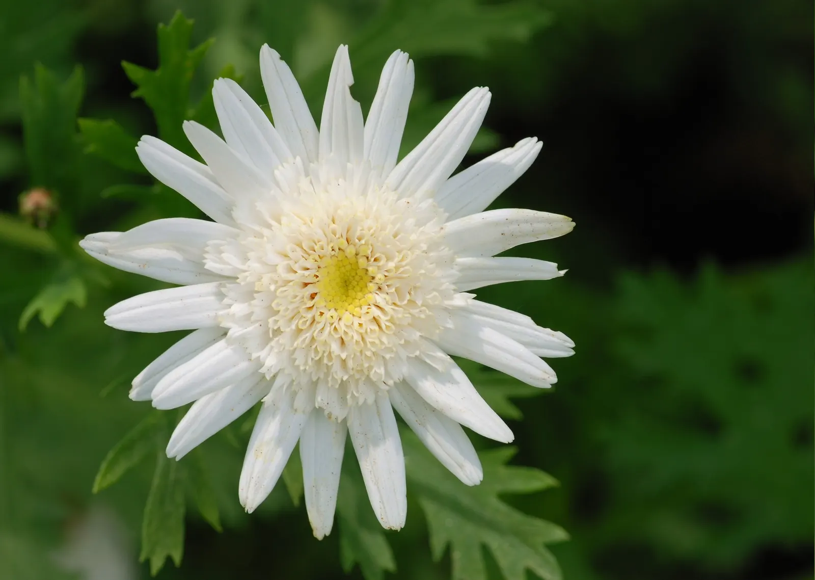 Marguerite Daisy (Argyranthemum frutescens 'Molimba Helio White') — or as a standalone accent, image 38